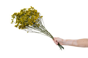preserved-limonium-14.