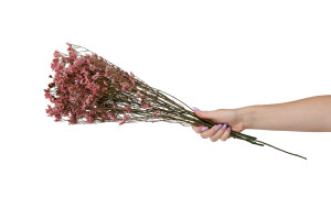 limonium-stabilise-14.