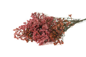 limonium-stabilise-14.