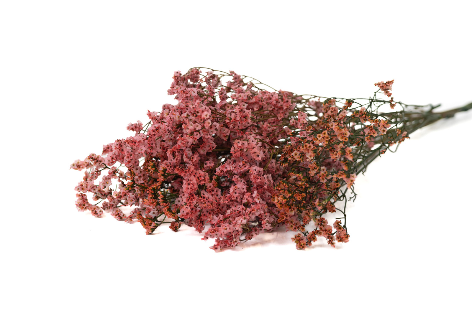 limonium-stabilise-14