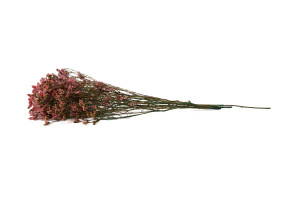 limonium-stabilise-14.