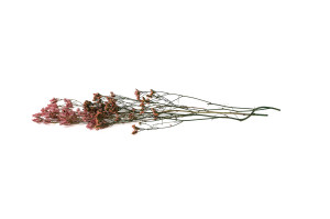 limonium-stabilise-14.