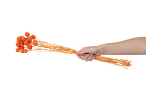 craspedie-stabilise-8.