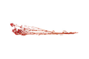 preserved-gypsophila-ball-8.