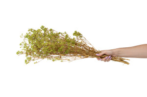 preserved-gypsophila-ball-8.