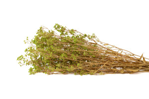 gypsophile-boule-stabilise-8.