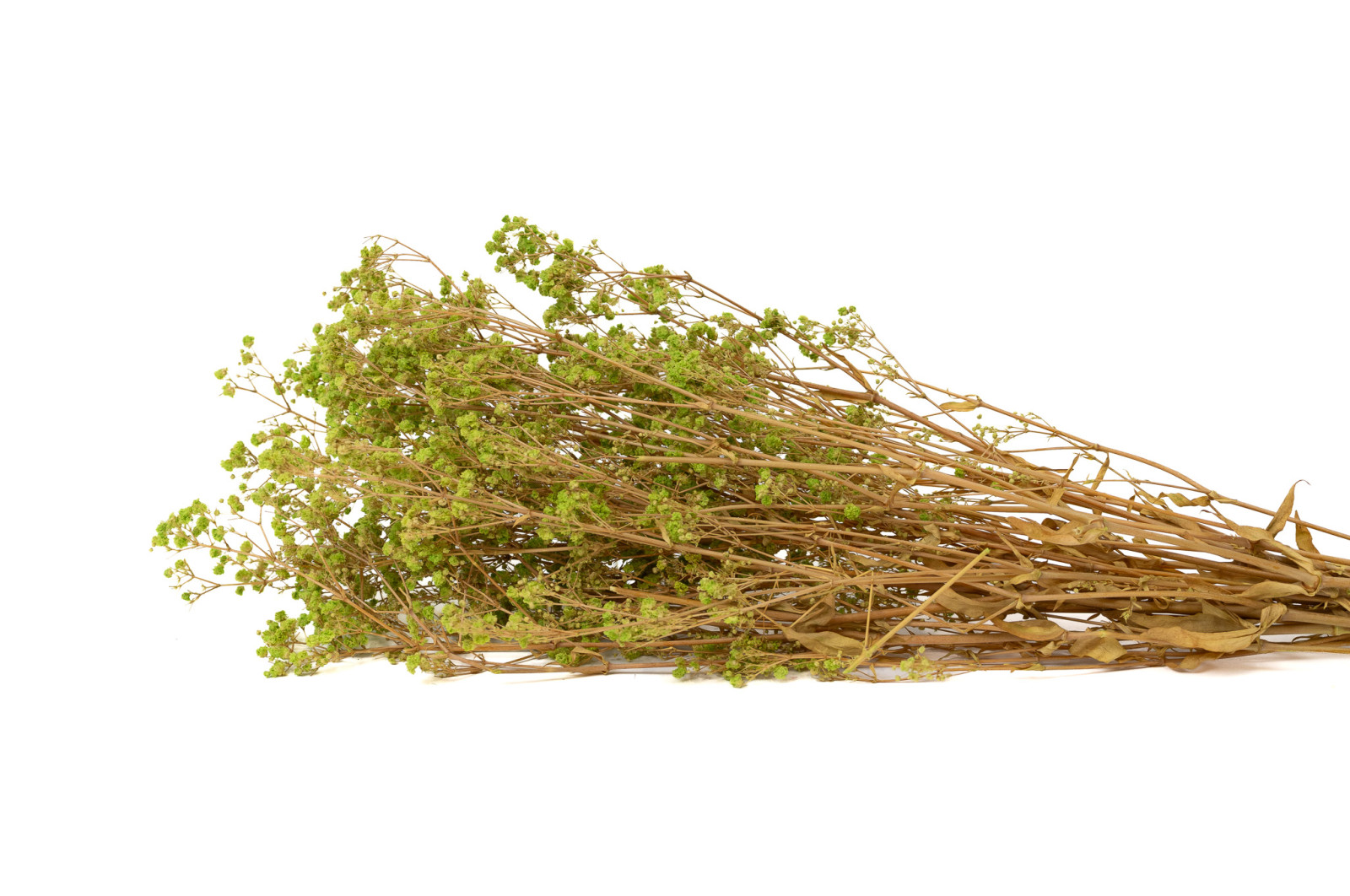 gypsophile-boule-stabilise-8