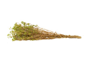 gypsophile-boule-stabilise-8.