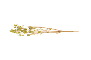 gypsophile-boule-stabilise-8.