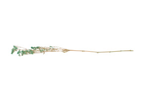 gypsophile-boule-stabilise-8.