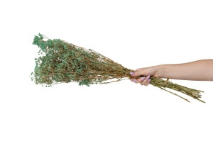 gypsophile-boule-stabilise-8.