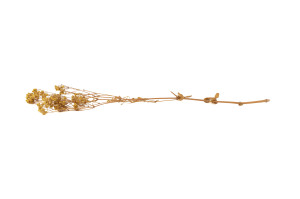 gypsophile-boule-stabilise-8.