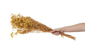 gypsophile-boule-stabilise-8.