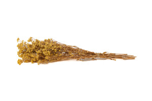 gypsophile-boule-stabilise-8.
