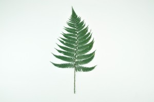 preserved-brillant-fern-13.