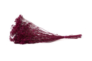 broom-bloom-sec-20.