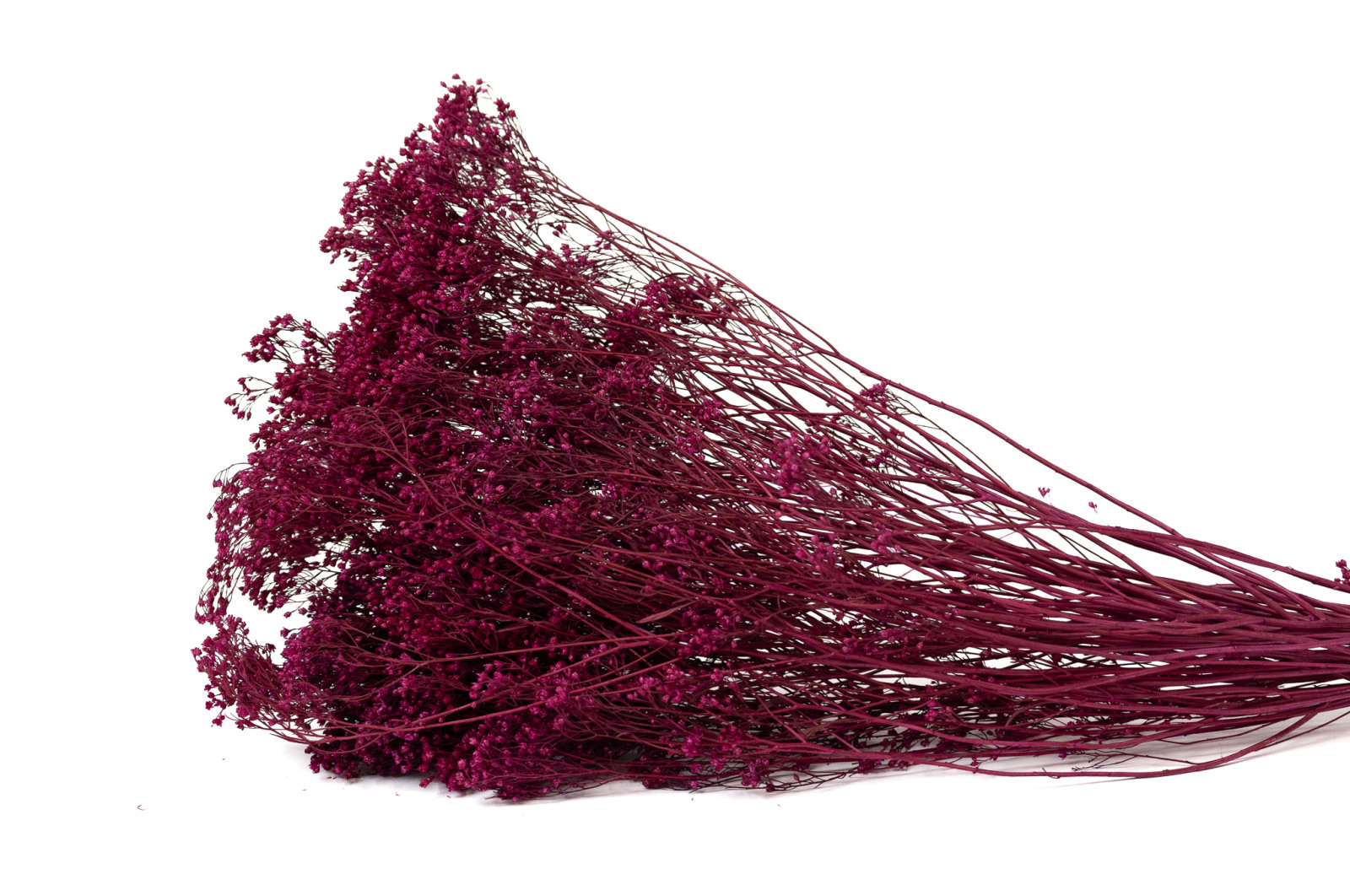 broom-bloom-sec-20