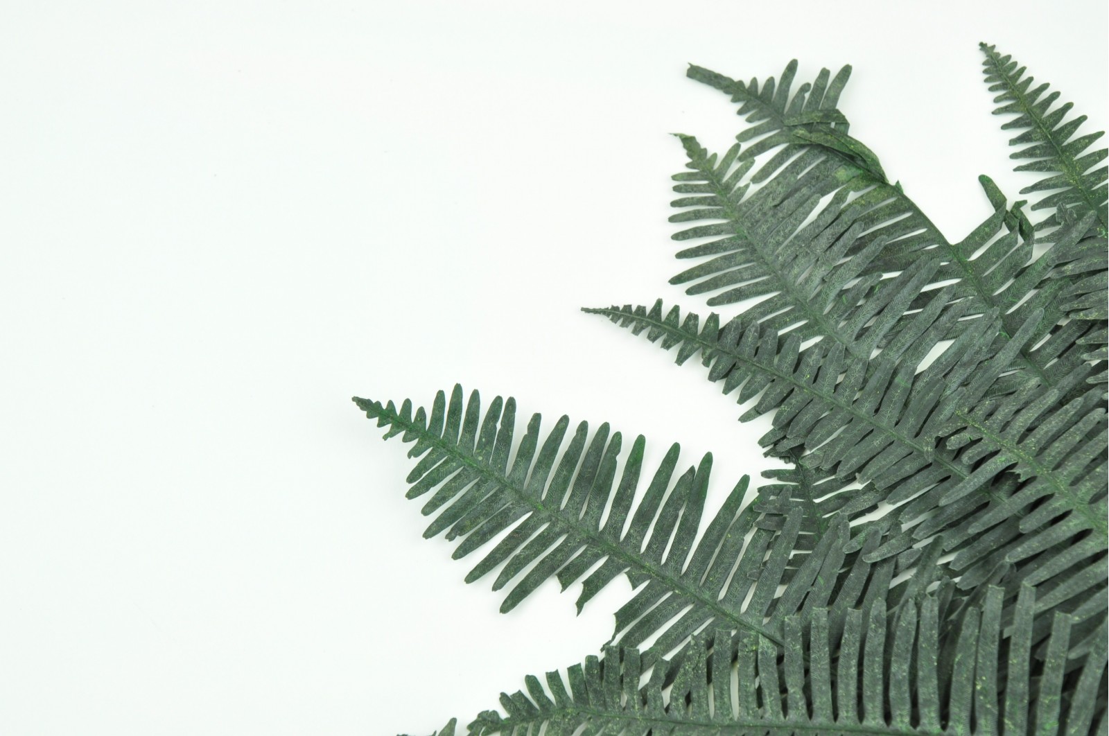 preserved-double-fern-green