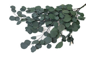 stabilisierte-eukalyptus-populus-11