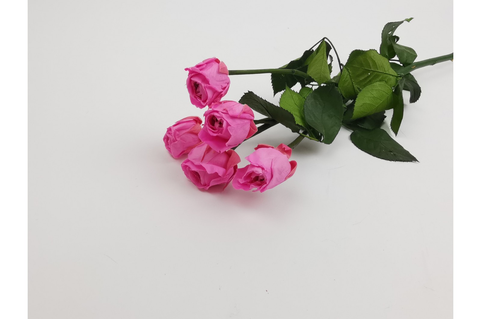 Preserved spray rose 5 heads XS (2-3 cm) pink