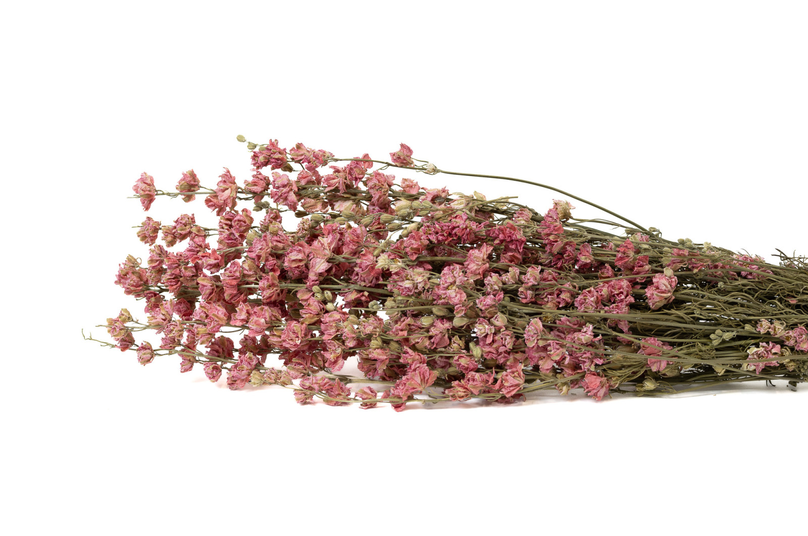 delphinium-sec-18