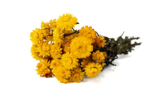 helichrysum-sec-18