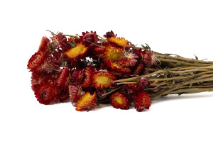 dried-helichrysum-8