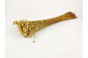 dried-happy-flower-natural-12.