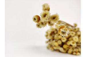 dried-happy-flower-natural-12.