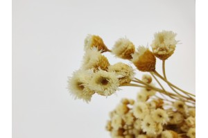 dried-happy-flower-natural-12.