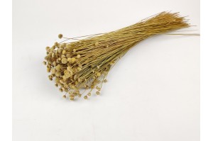 Dried Italian amarelino natural
