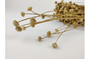 amarelino-sec-italien-naturel.