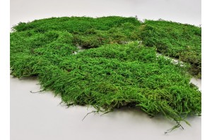 preserved-rock-flat-moss-green-1-25-kg