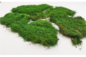 mousse-plate-des-roches-stabilisee-verte-1-25-kg.