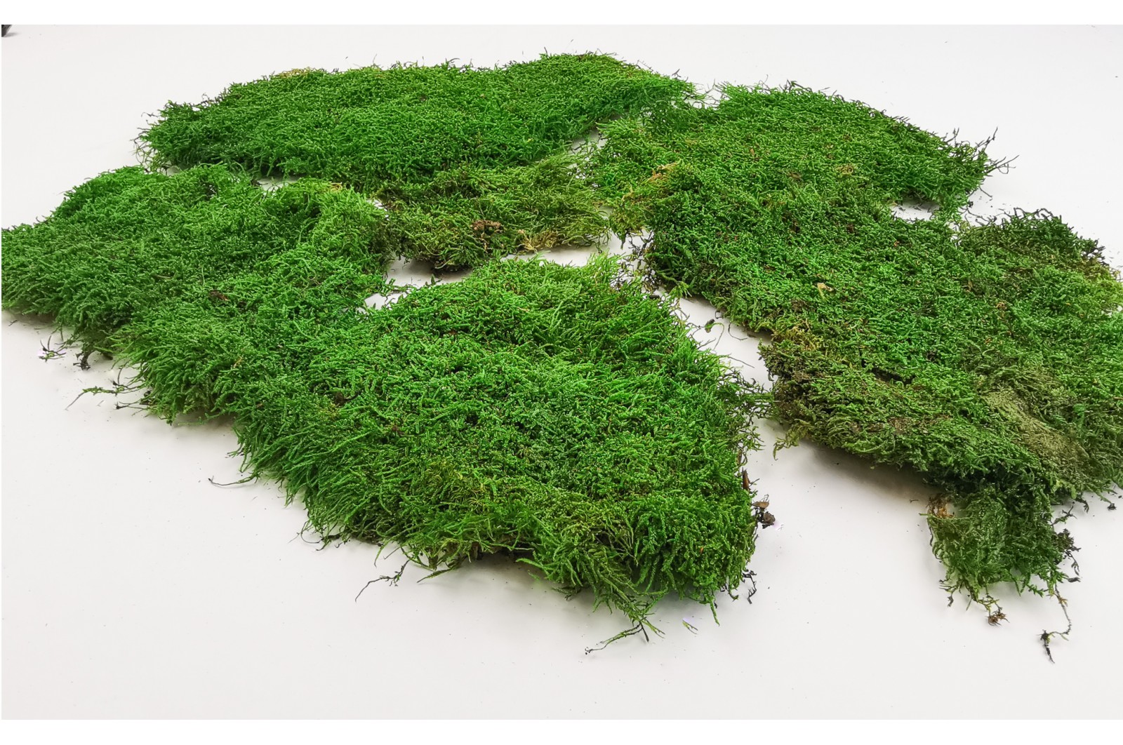 Preserved flat moss green bulk sale Phocealys wholesale supplier