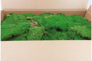 preserved-rock-flat-moss-green-1-25-kg.