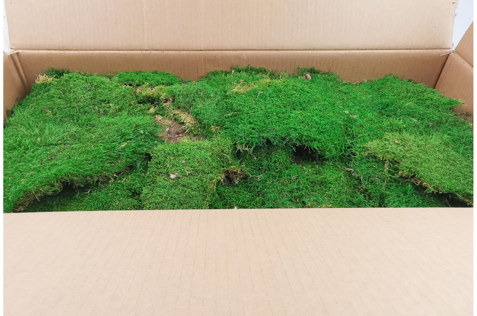 Preserved flat moss green bulk sale Phocealys wholesale supplier