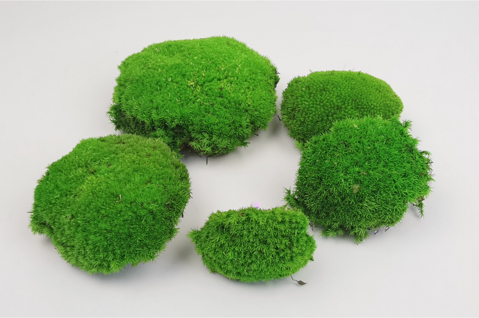 Stabilisiertes Kugelmoos (2) (CN) stabilisiertes-kugelmoos-2-cn
