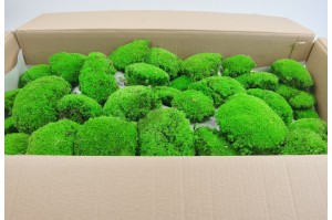 preserved-pole-moss-light-green-2-bulk-box.