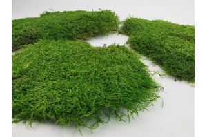preserved-flat-moss-green-2-25-kg.