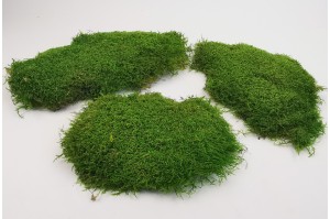 preserved-flat-moss-2-25-kg