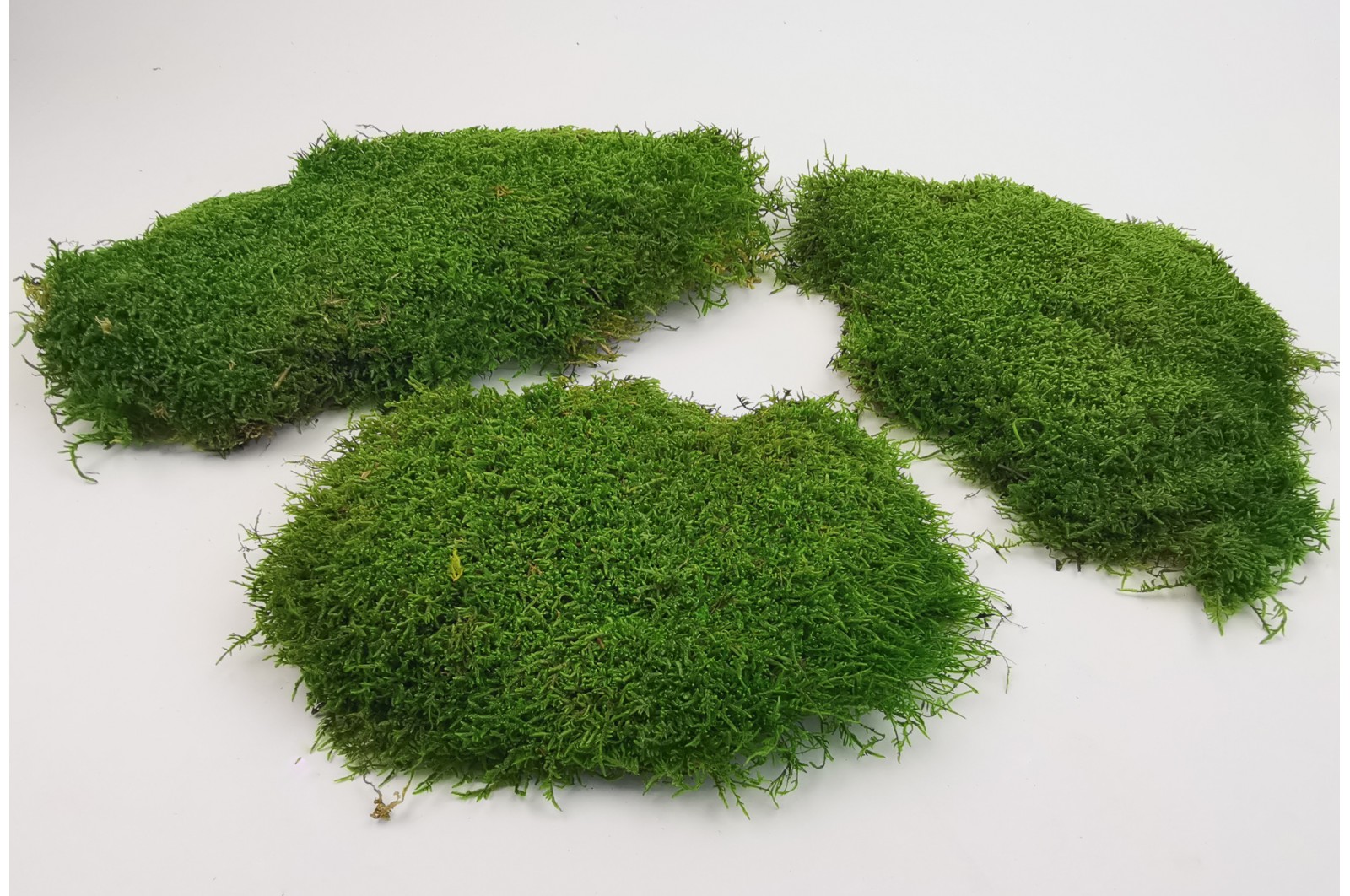 Preserved flat moss green 2 (2.5 kg)