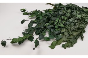 preserved-beech-green-7.
