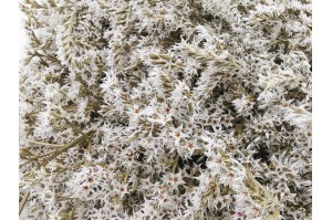 dried-tatarica-natural-kg-7