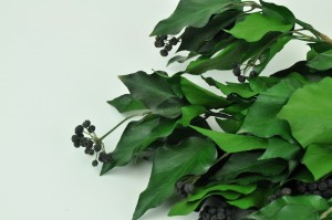 Preserved Ivy with fruits green (11)