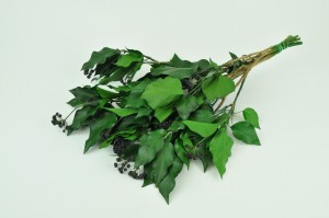 preserved-ivy-with-fruits-green.
