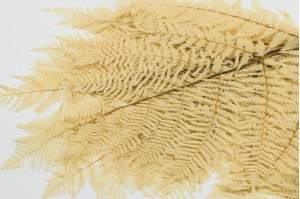 Preserved brake fern cream (IT)
