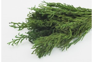 stabilisierter-baerlappen-zweig-gruen-8.