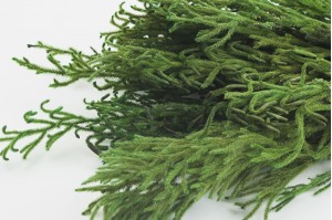 preserved-lycopodium-green-8