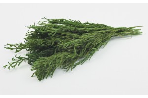 stabilisierter-baerlappen-zweig-gruen-8.